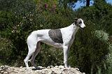 GREYHOUND 163